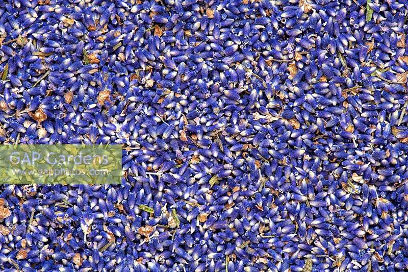 Lavandula -  Dried lavender Flowers