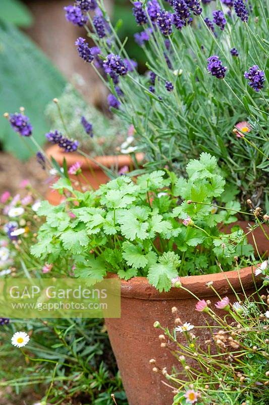 Coriandrum sativum - Coriander in a plant pot