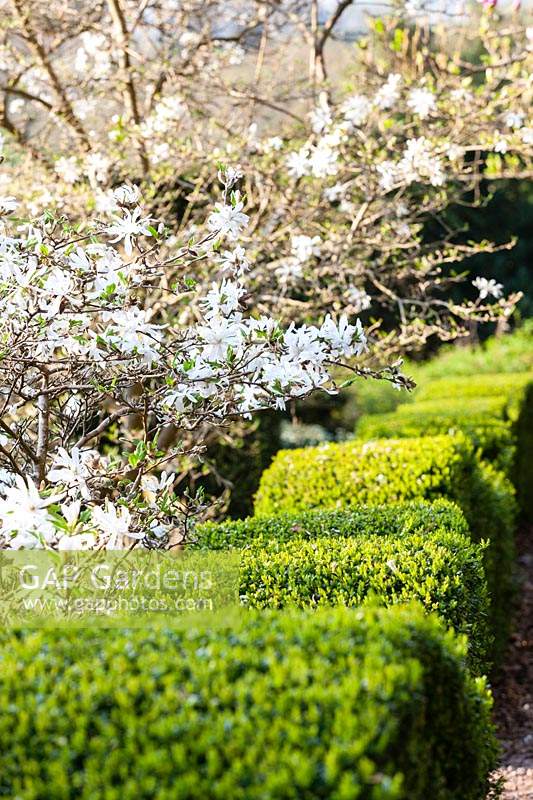 Magnolia stellata in the Magnolia Walk, with wave-form hedges of Buxus sempervirens.