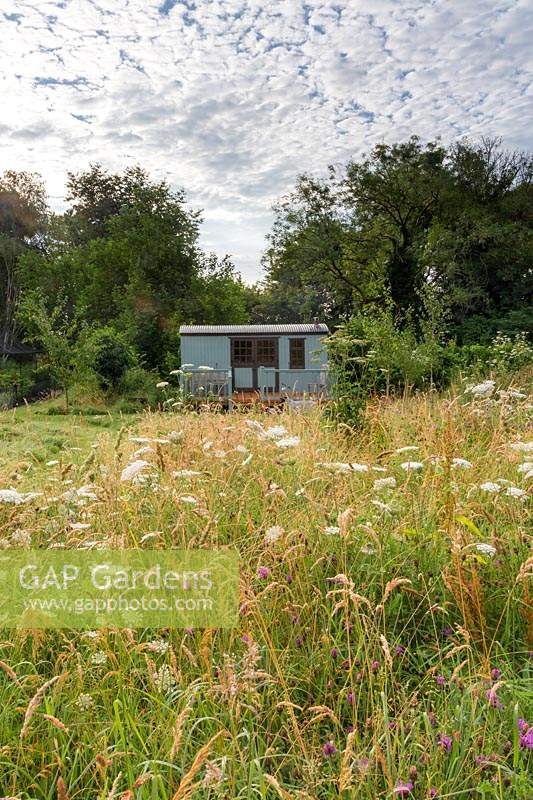 The shepherd's hut sits in the wild meadow area wildflowers include: Daucus carota - Wild Carrot, Centaurea scabiosa - Greater Knapweed and Heracleum sphondylium - Hogweed