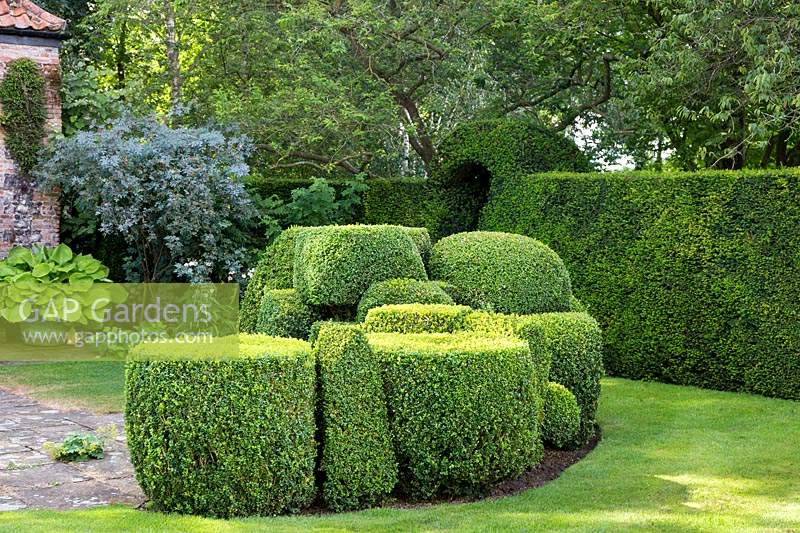 The ' bun of boxes', Buxus sempervirens - Box -, next to the Taxus - Yew -hedge. In the background is a pot of Hosta 'Sum and Substance' and Rosa glauca.