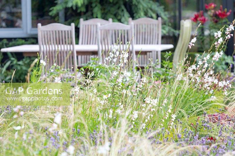 Gaura lindheimeri, Lavandula - Lavenders and grass Stipa tenuissima in a bed with wooden table and chairs behind
