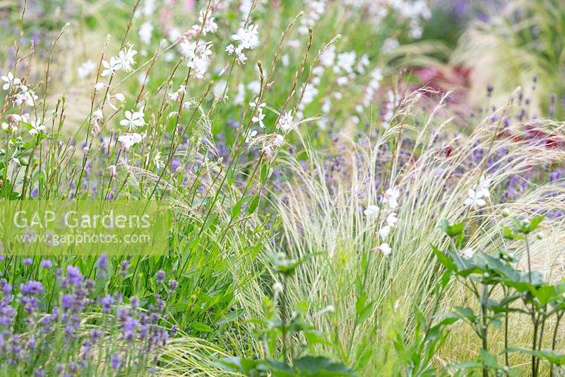 Gaura lindheimeri, Lavandula - Lavender and grass Stipa tenuissima