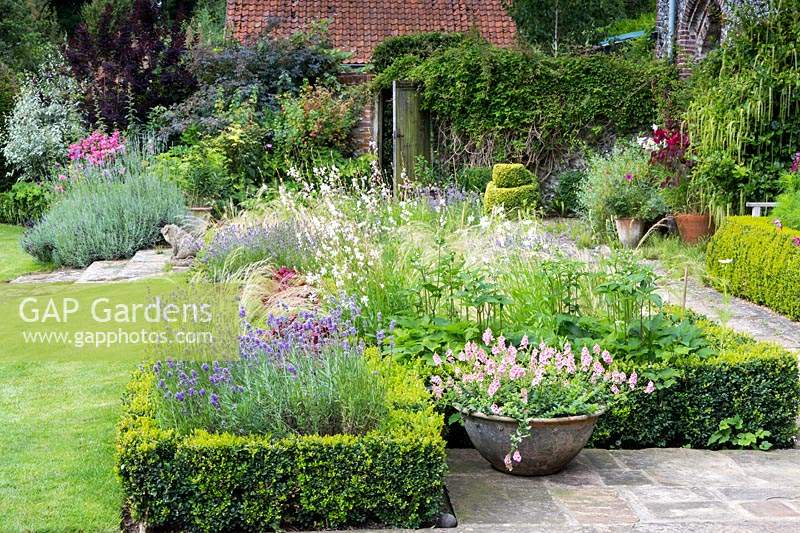 Looking over Buxus- Box-edged bed on terrace planted in blocks: Heuchera 'Berry Smoothie', Gaura lindheimeri, Lavandula angustifolia 'Munstead' - Lavender and grass Stipa tenuissima. Beyound are more beds near house walls, in the foreground is a terracotta pot of Diascia on terrace.