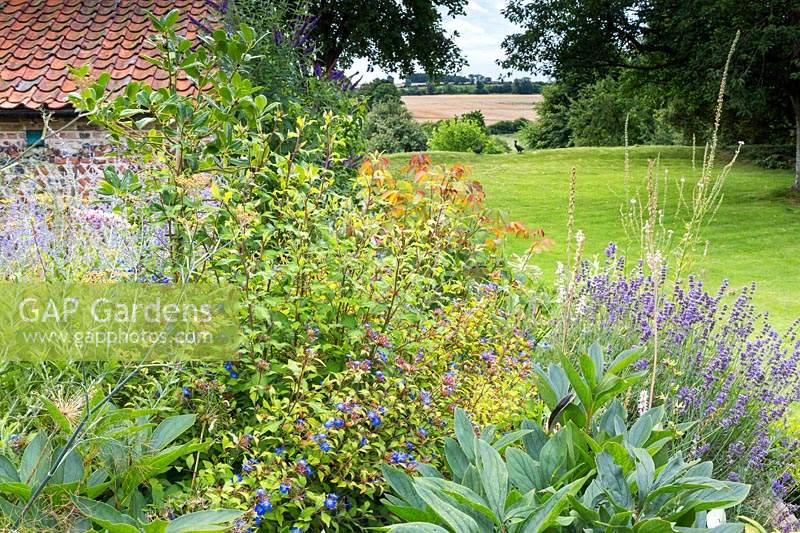 View across the border and lawn to the fields beyond. Plants in the foreground include: Ceratostigma willmottianum - Chinese plumbago, Lavandula - Lavender, Paeonia foliage and Perovskia atriplicifolia.