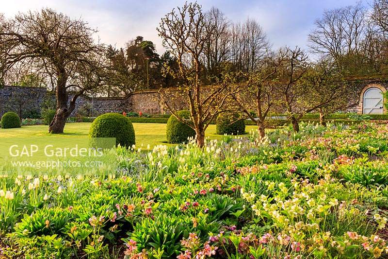 The walled garden in early morning sunlight. Malus - Apple - trees are underplanted with Tulipa 'Purissima' - Tulip -, Helleborus - Hellebore and Myosotis - Forget-me-not. In the central lawn are clipped Buxus - Box - mounds.