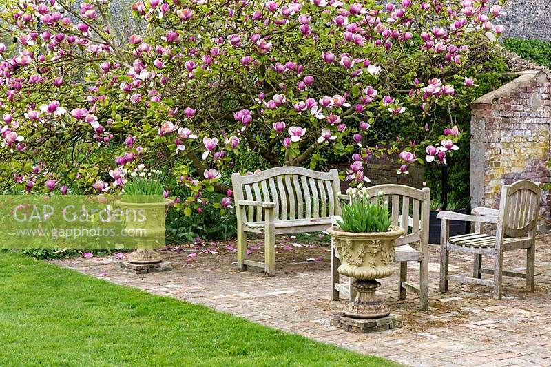Terrace with wooden chairs and ornamental urns filled with Tulipa - Tulip with mature Magnolia and Tulipa 'China Pink' - Tulip behind