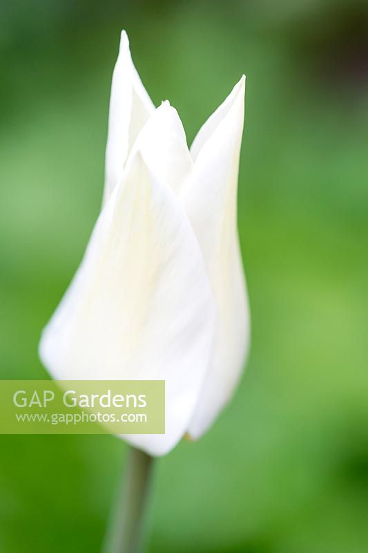 Tulipa 'White Triumphator' - Single lily-flowered white tulip 