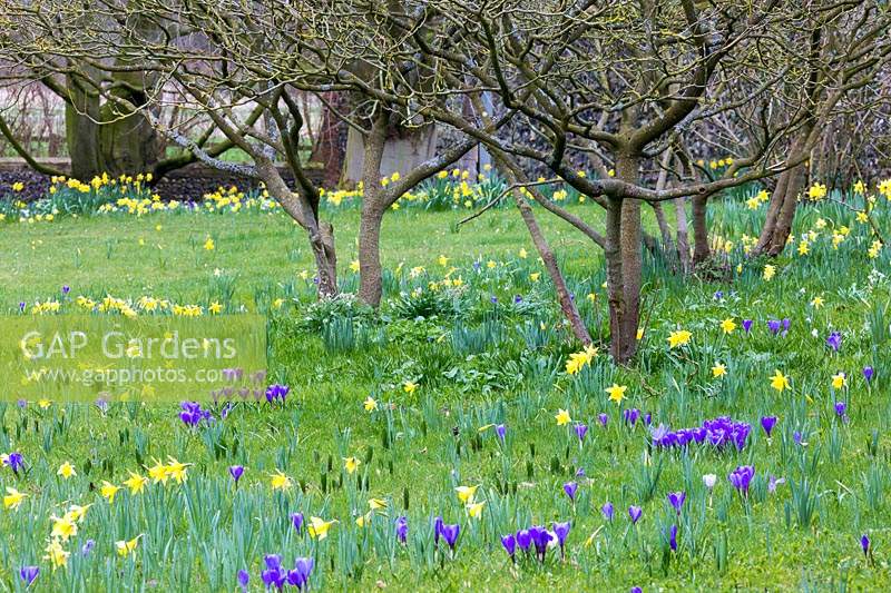 Crocus vernus and Narcissus 'Rijnveld's Early Sensation' in an orchard, March
