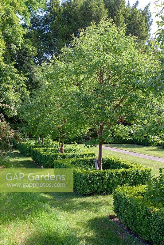 A line of Acer griseum - Paperbark Maple - trees in Buxus - Box - square beds