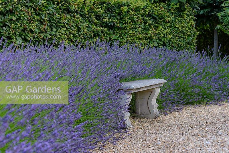 Lavandula - Lavender - at base of a taller hedge, with a stone bench 