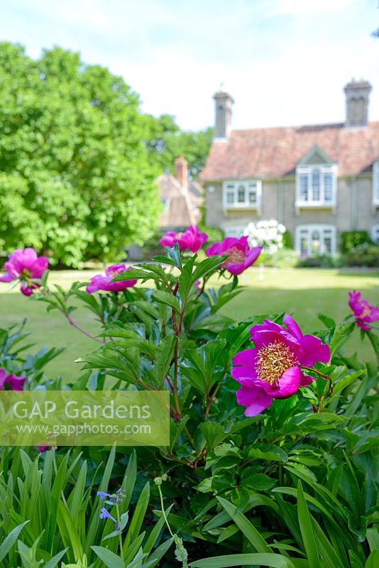 Paeonia - Peony - with house in background