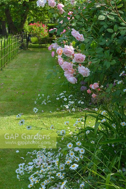 Rosa 'A Shropshire Lad' - English Climbing Rose - with Leucanthemum vulgare - Oxeye Daisy in a border by a lawn
