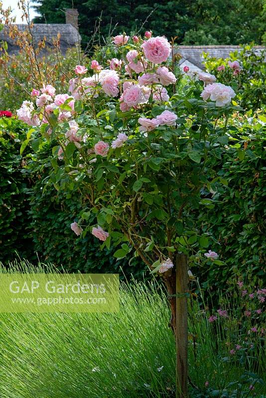 Rosa 'Eglantyne' - English Rose - trained as a standard above Lavendula - Lavender