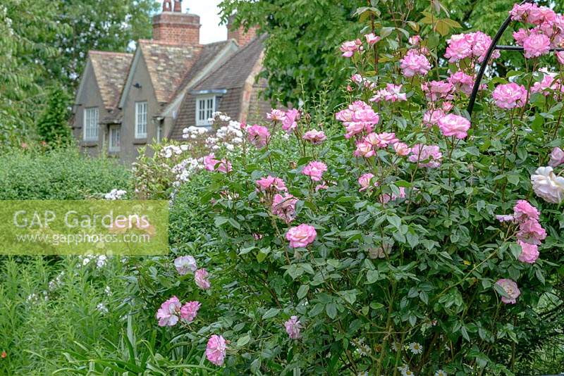 Rosa 'Handel' - Climbing Rose - with house in background