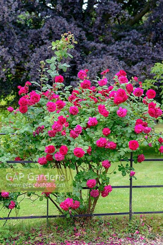 Rosa 'Darcey Bussell' - English Shrub Rose  - trained on metal fence 