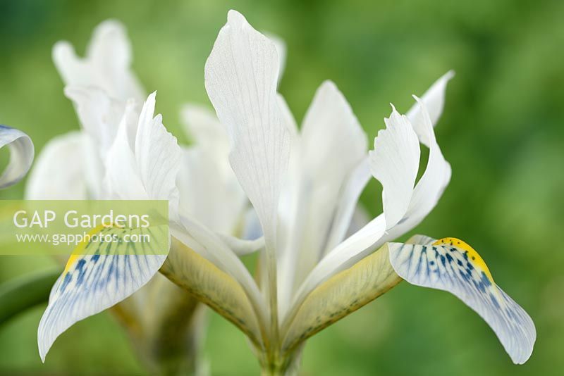 Iris reticulata 'Polar Ice'  