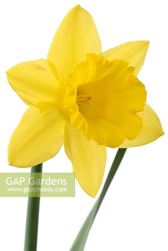 Narcissus 'Carlton' - Daffodil - Div. 2 Large-cupped  