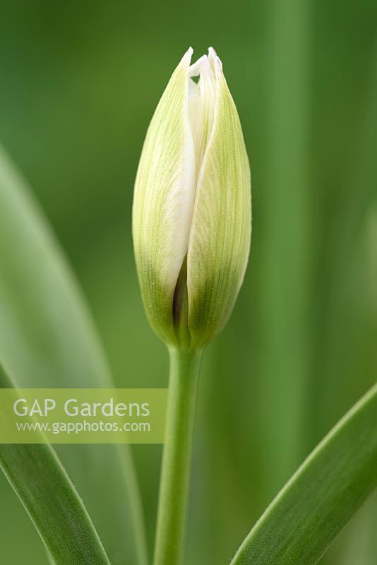 Tulipa humilis var. pulchella Albocaerulea Oculata Group - Miscellaneous Tulip 