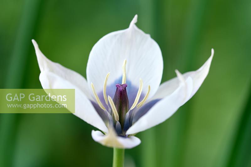 Tulipa humilis var. pulchella  Albocaerulea Oculata Group  - Miscellaneous Tulip 