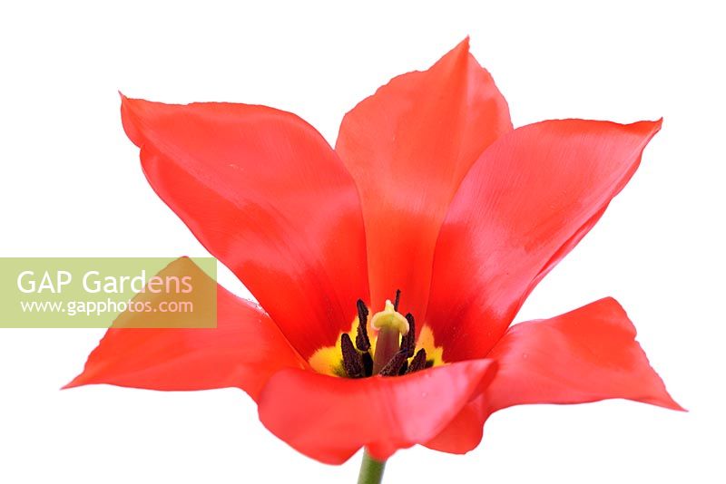 Tulipa  'Madame Lefeber'  Syn.  Tulipa fosteriana 'Red Emperor' - Fosteriana Group Tulip