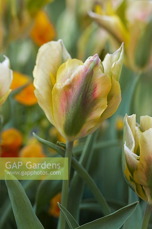 Tulipa 'Golden Artist' - Tulip