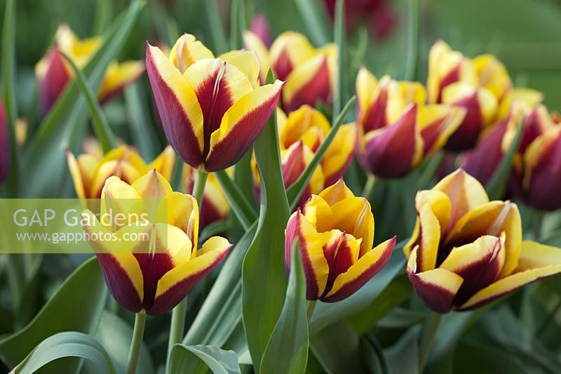 Tulipa 'Doberman' - Tulip