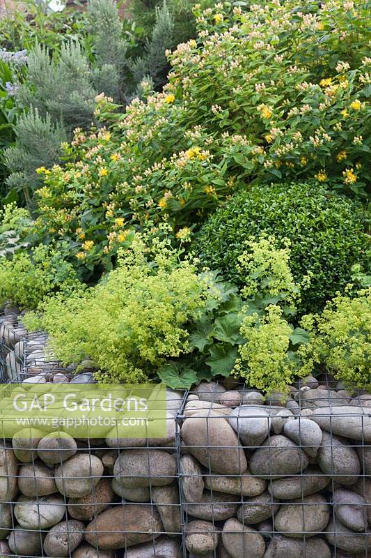 Alchemilla mollis growing in raised bed with gabion walls filled with large cobbles.