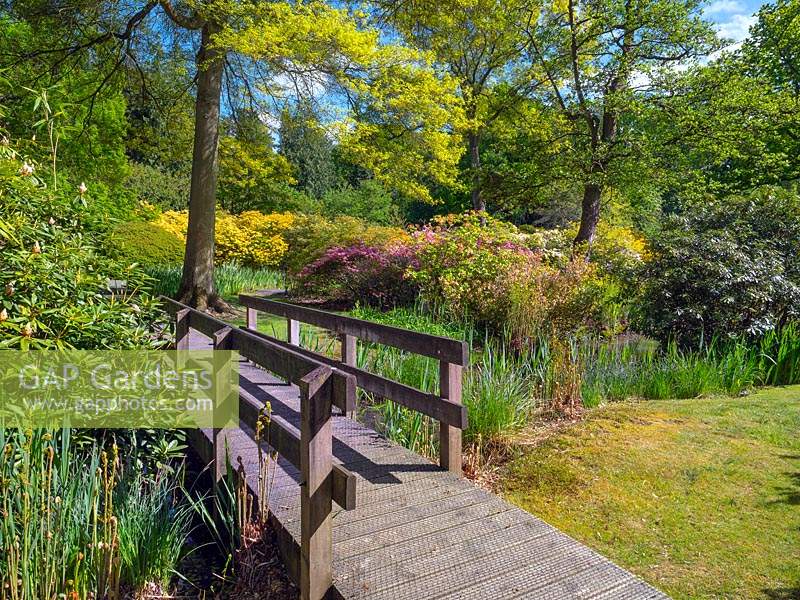 Wooden footbridge over stream. How Hill Secret Garden, Norfolk Broads, UK.
