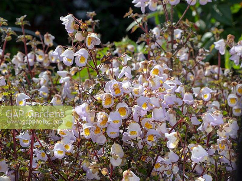 Jovellana violacea - Violet teacup flower
