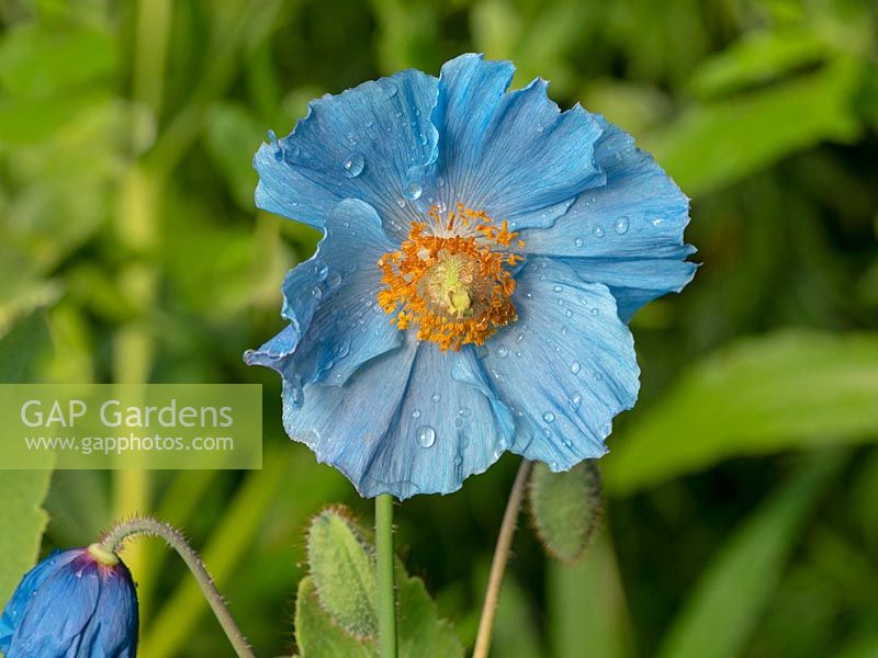 Meconopsis betonicifolia - Blue Himalayan Poppy