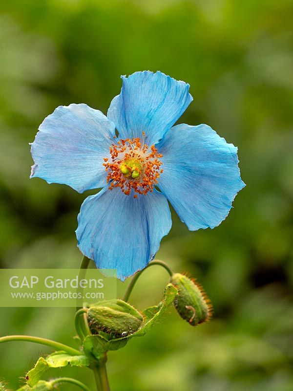Meconopsis betonicifolia - Blue Himalayan Poppy 