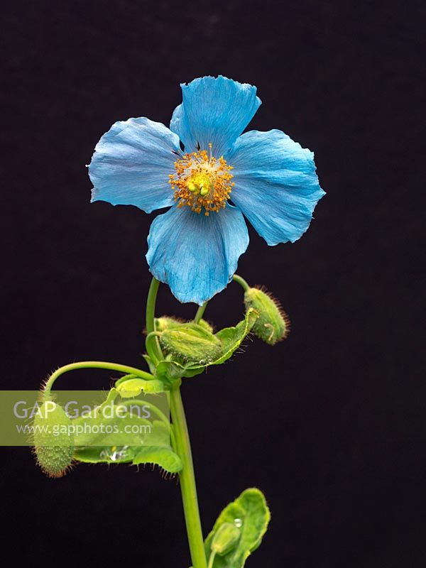 Meconopsis betonicifolia - Blue Himalayan Poppy
