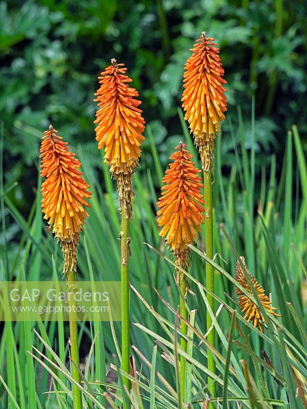 Kniphofia 'Right on' - Red-hot poker