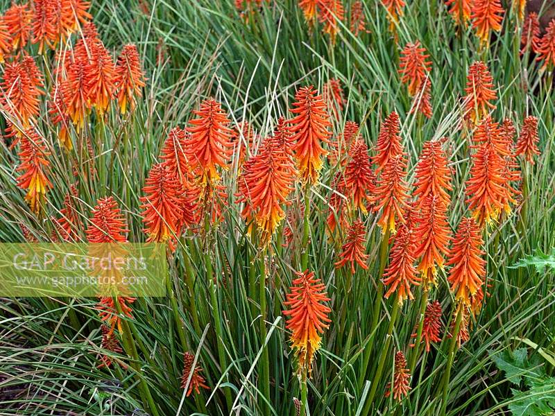 Kniphofia 'Right on' - Red Hot Poker 