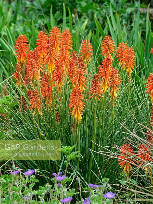 Kniphofia 'Right on' - Red Hot Poker 