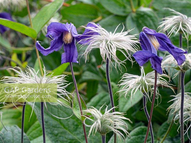 Clematis integrifolia flowers and seedheads 