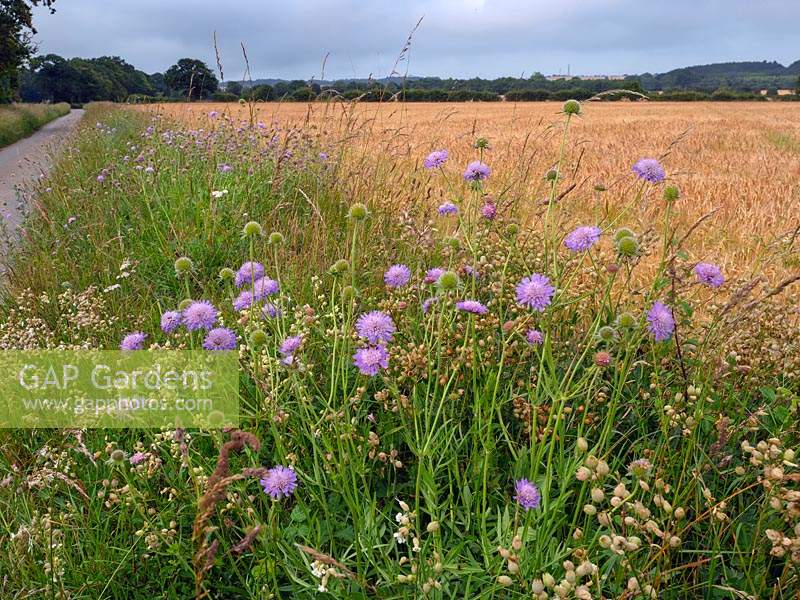 Knautia arvensis - Field Scabious - growing in on verge in country lane by arable field
