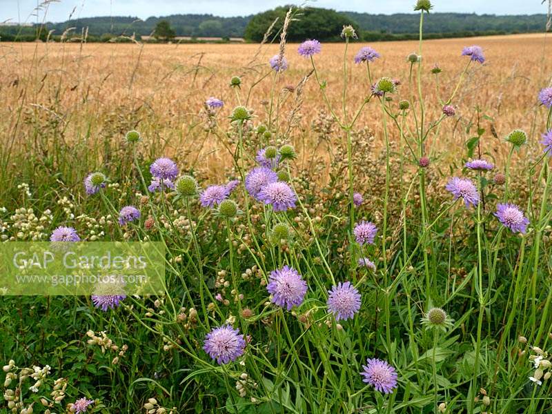 Knautia arvensis - Field Scabious - growing on verge in country lane 