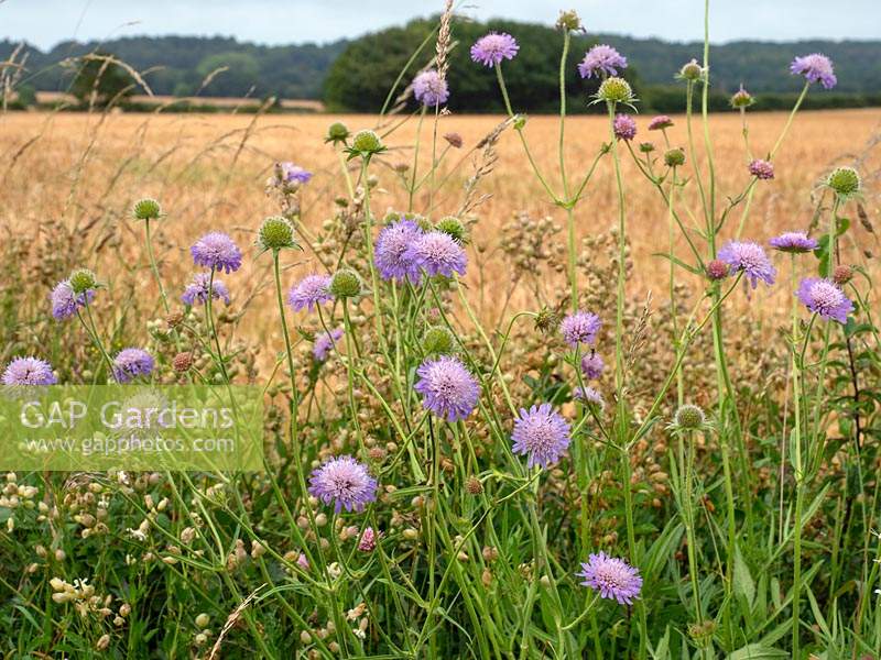 Knautia arvensis - Field Scabious - growing on verge in country lane by field