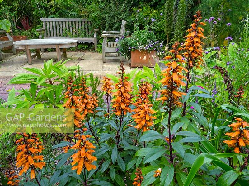 Isoplexis canariensis - Canary Foxglove - in a bed, seating area beyond