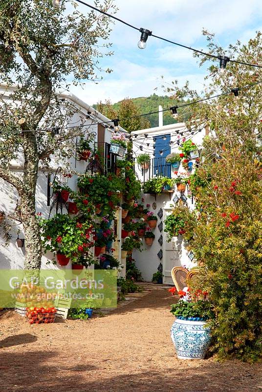 Spanish village street scene with Olive tree, Geraniums in containers and Callistemon - RHS Malvern Spring Festival