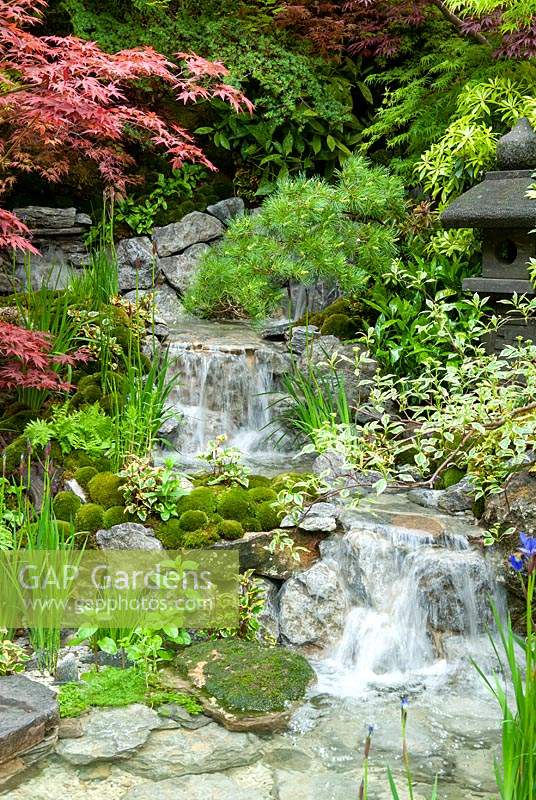 Waterfall in Japanese garden with Acers, Pines, Ferns and Mosses. RHS Chelsea Flower Show. 