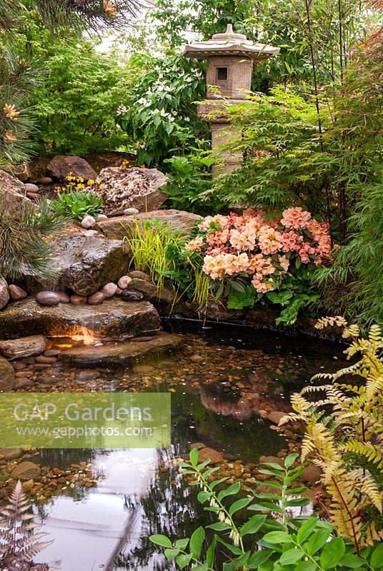 Japanese style garden with water cascading over boulders into illuminated pool, surrounded by Acers, Rhododendron, Pines, Ferns and Grasses - RHS Chelsea Flower Show