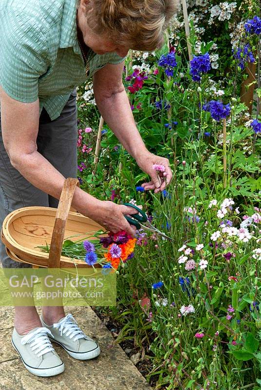 Woman gathering flowers from mixed cutting border. 