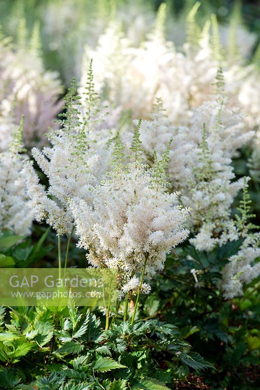 Astilbe chinensis 'Vision in White' - Chinese Astilbe