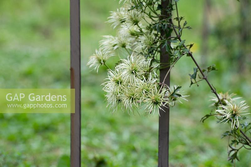 Clematis 'Early Sensation' seedheads