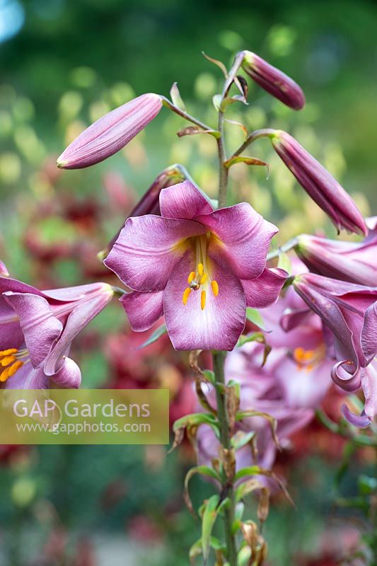 Lilium 'Pink perfection' - Trumpet lily 