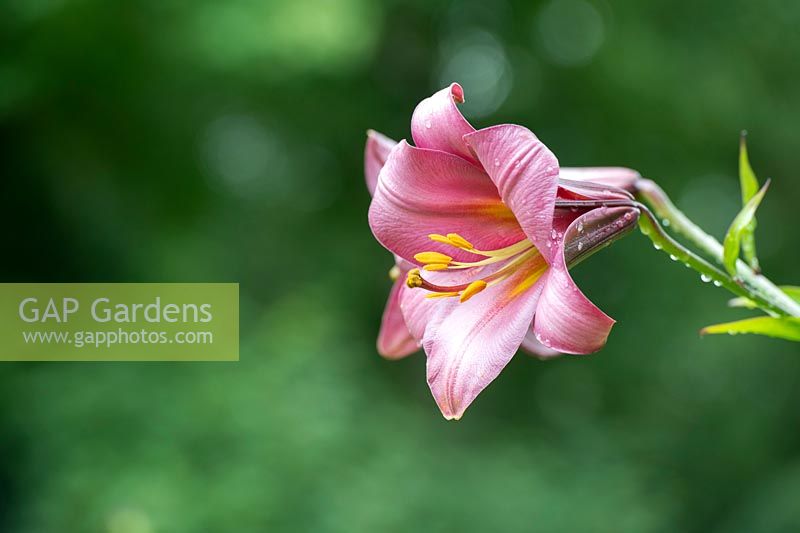 Lilium 'Pink perfection' - Trumpet lily