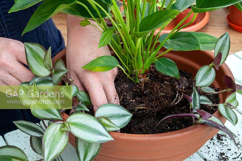 Potting an Anthurium andraeanum into a large bowl container with Tradescantia zebrina